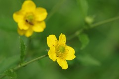 夏の野草園‐オオダイコンソウ
