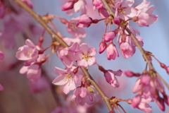 花散歩-紅い枝垂桜