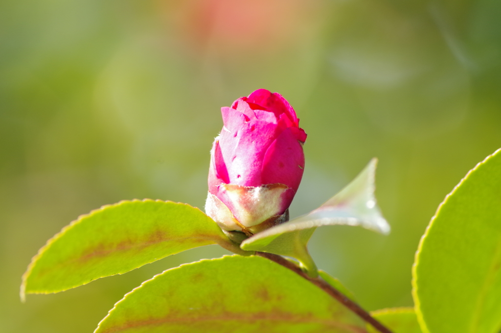 赤い山茶花-8
