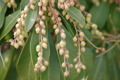 春の陽気の花散歩‐アセビ
