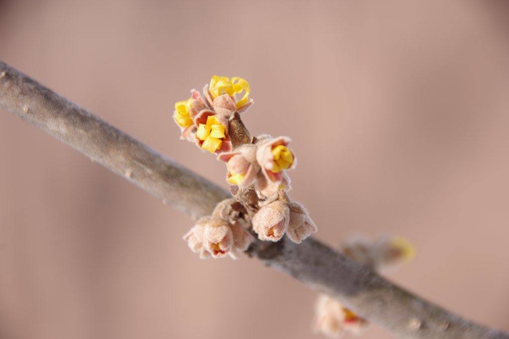 シナマンサク-3