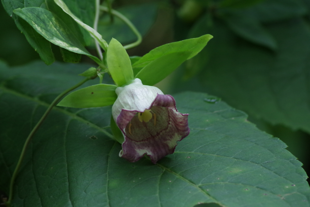 9/22 ツルニンジン