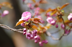 桜花-8