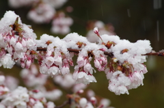 花弁に雪が