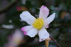 神代の山茶花-御美衣