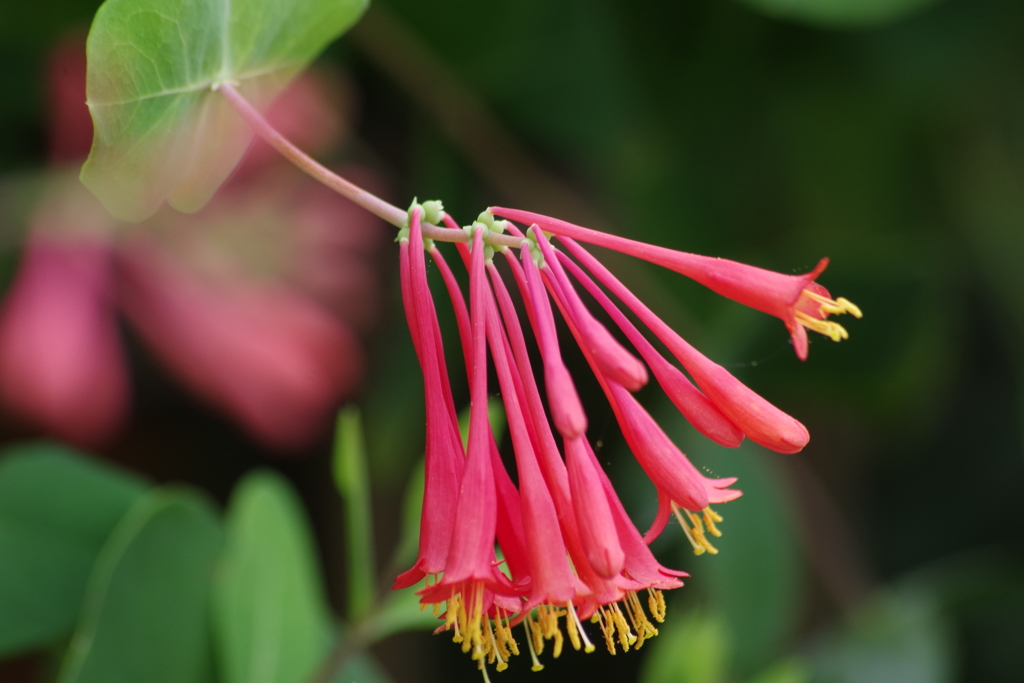 花散歩-ツキヌキニンドウ