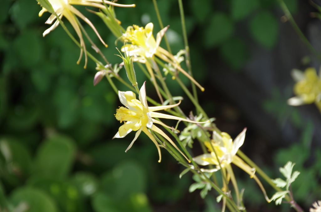 花散歩‐流れるようにオダマキ