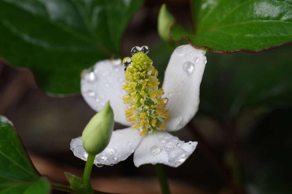 雨粒のポロンポロン-1