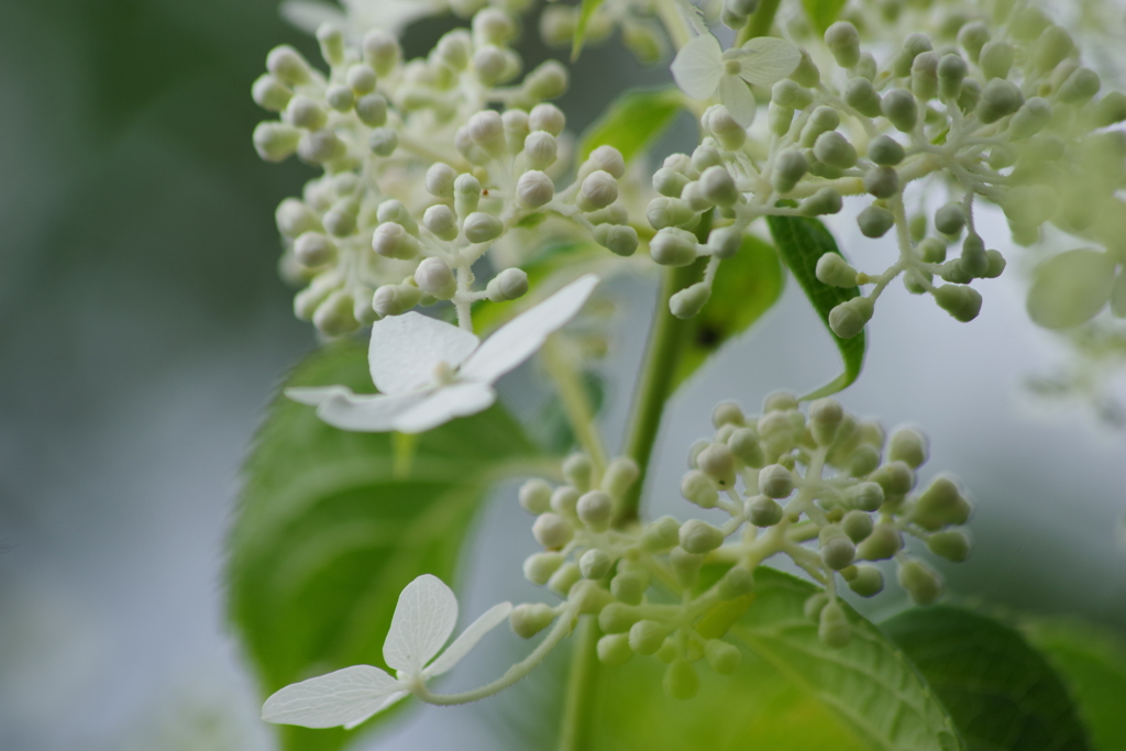 花散歩-紫陽花1