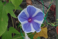 花散歩‐アサガオ