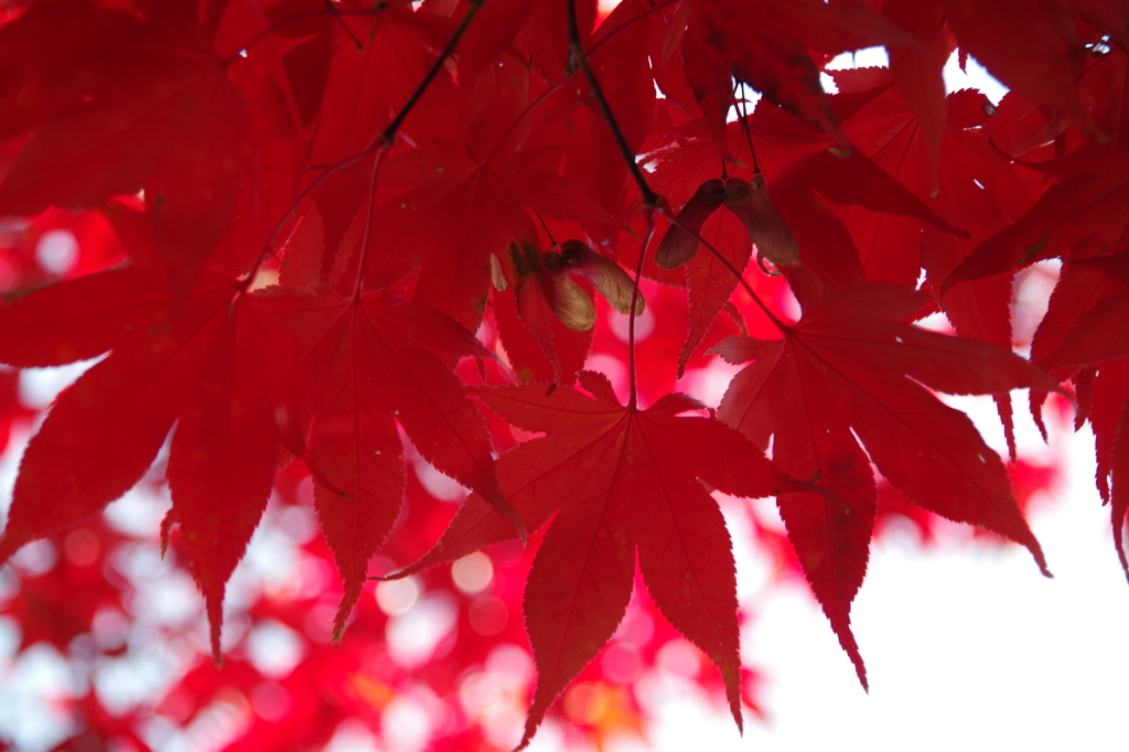 真っ赤なカエデはさらに紅葉1