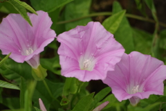 花散歩-昼顔