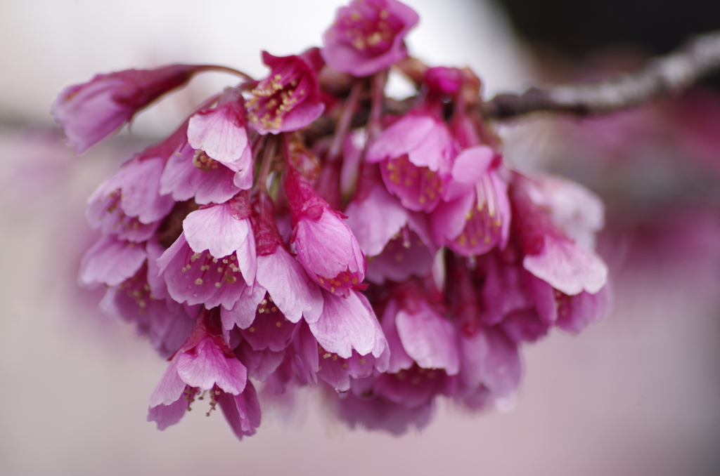 早春の忘れ物-寒緋桜