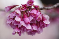 早春の忘れ物-寒緋桜