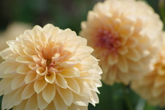 山形のダリア‐COMEL