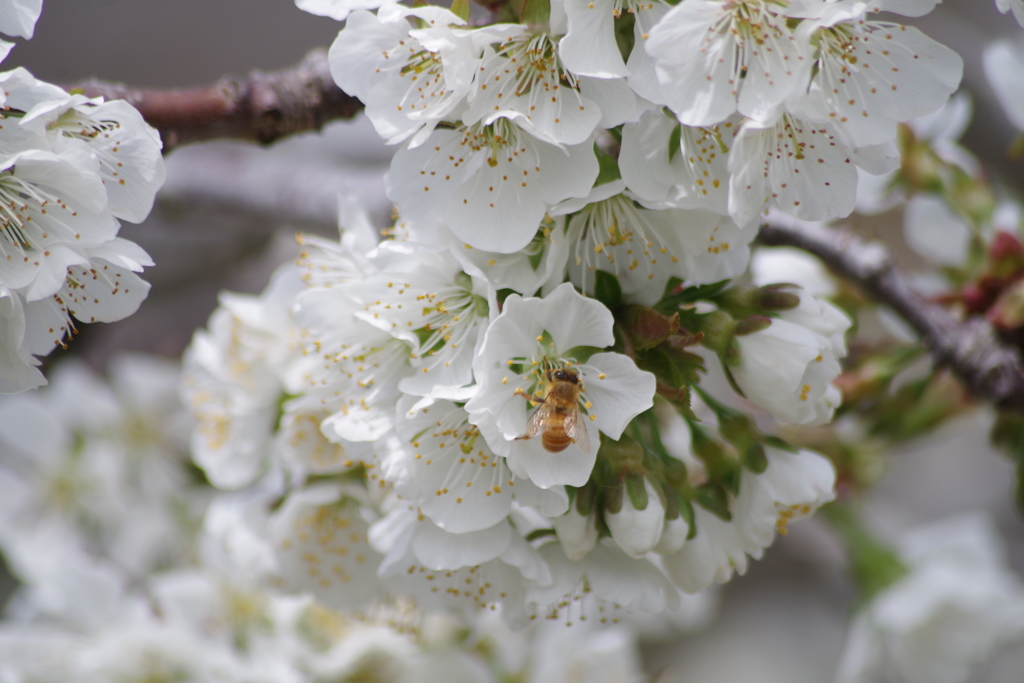 桜桃の花-1