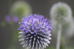 花散歩‐瑠璃玉薊
