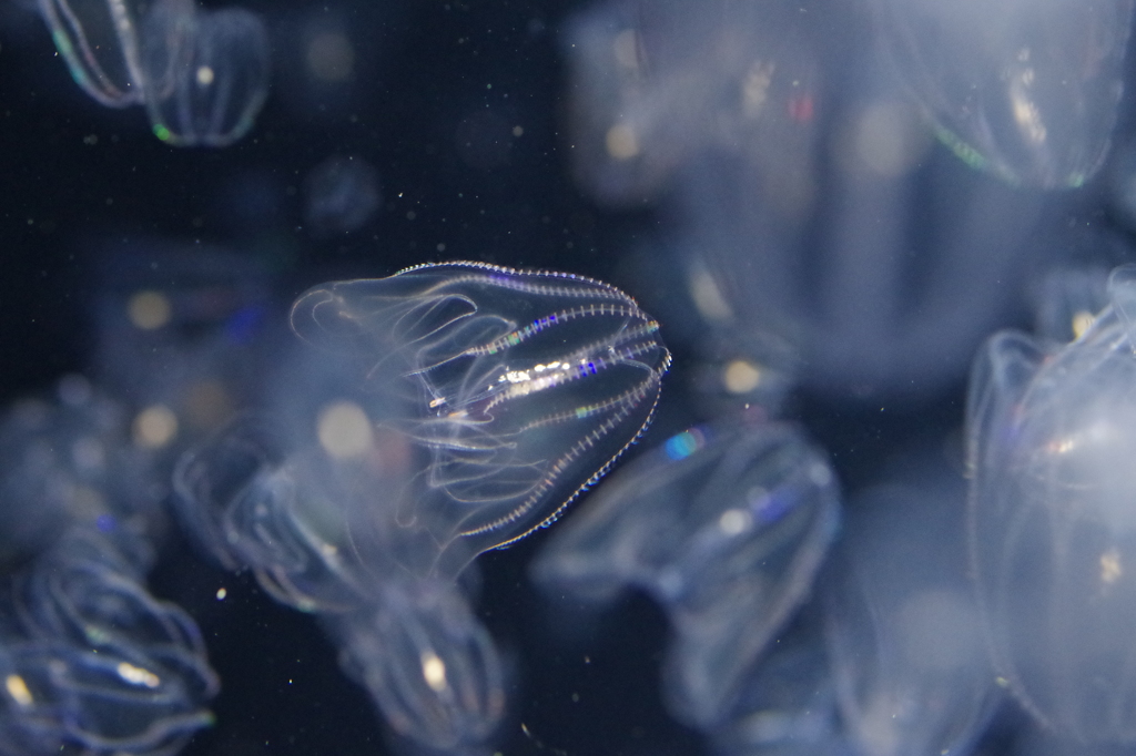 カブトクラゲ