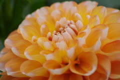 秋田のダリア-2017新作19