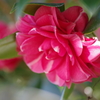 花散歩‐白い斑入り
