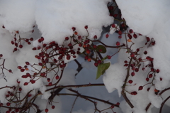 雪とバラの実