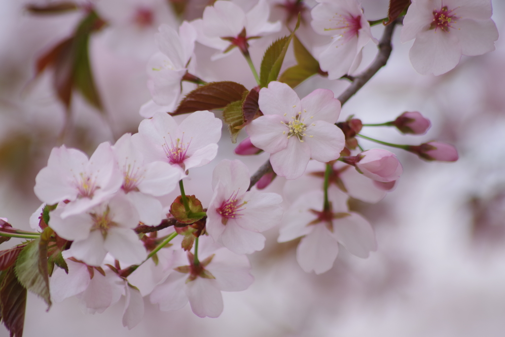 霞城公園の桜-4