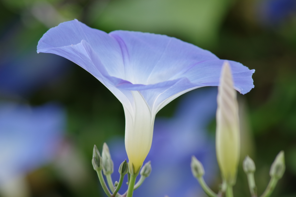 花散歩‐水色の朝顔