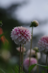 キャンディーガール