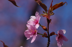 青空に桜色いろいろ-5