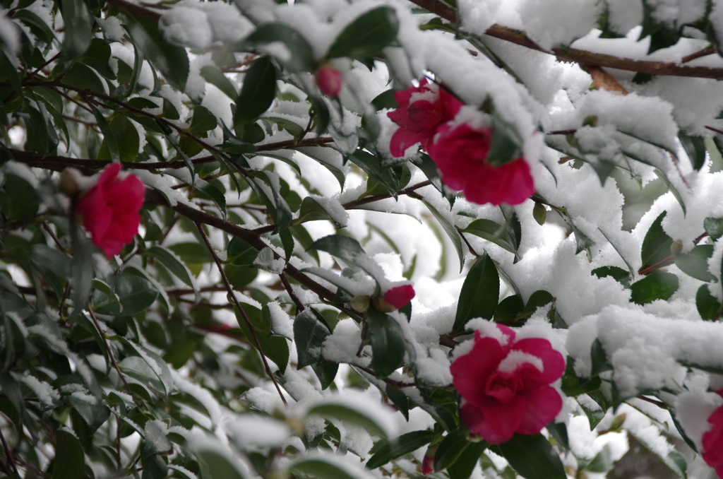 雪の中の花散歩₋山茶花2