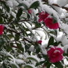 雪の中の花散歩₋山茶花2