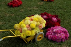 ダリアアレンジ‐ダリアの散歩道3