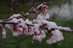 桜が雪に濡れて