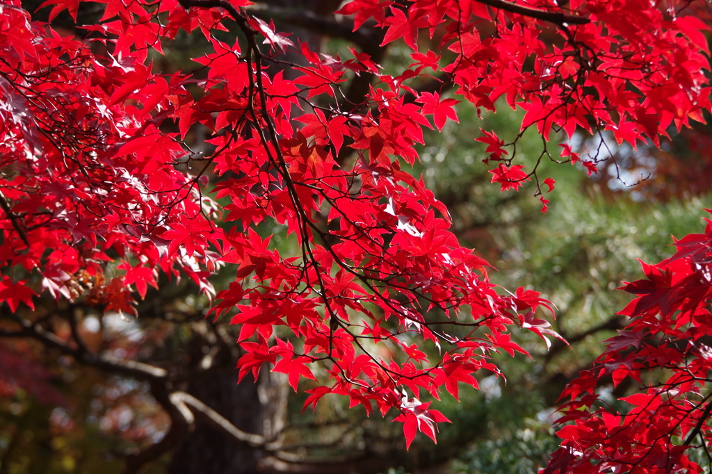 赤く紅くもっとあかく1