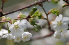 白花の山桜-2