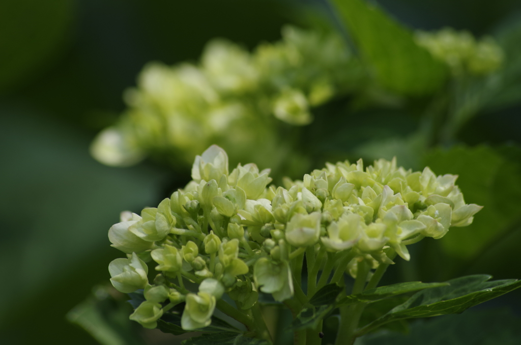 花散歩‐紫陽花