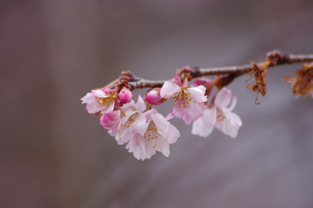 県民広場の十月桜