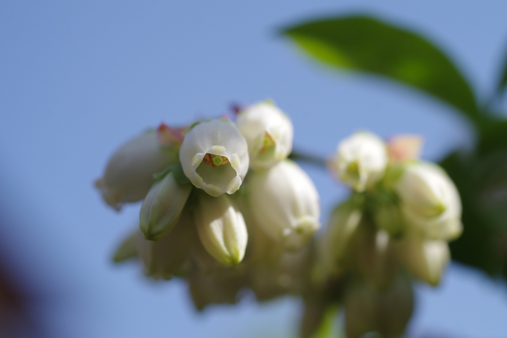 ブルーベリーの花-2