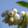 ブルーベリーの花-2
