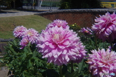 Holga Lens習作-ダリア