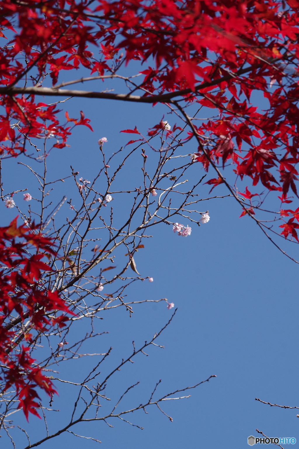 紅葉と十月桜3