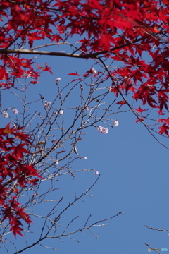 紅葉と十月桜3