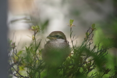 モズの幼鳥-1