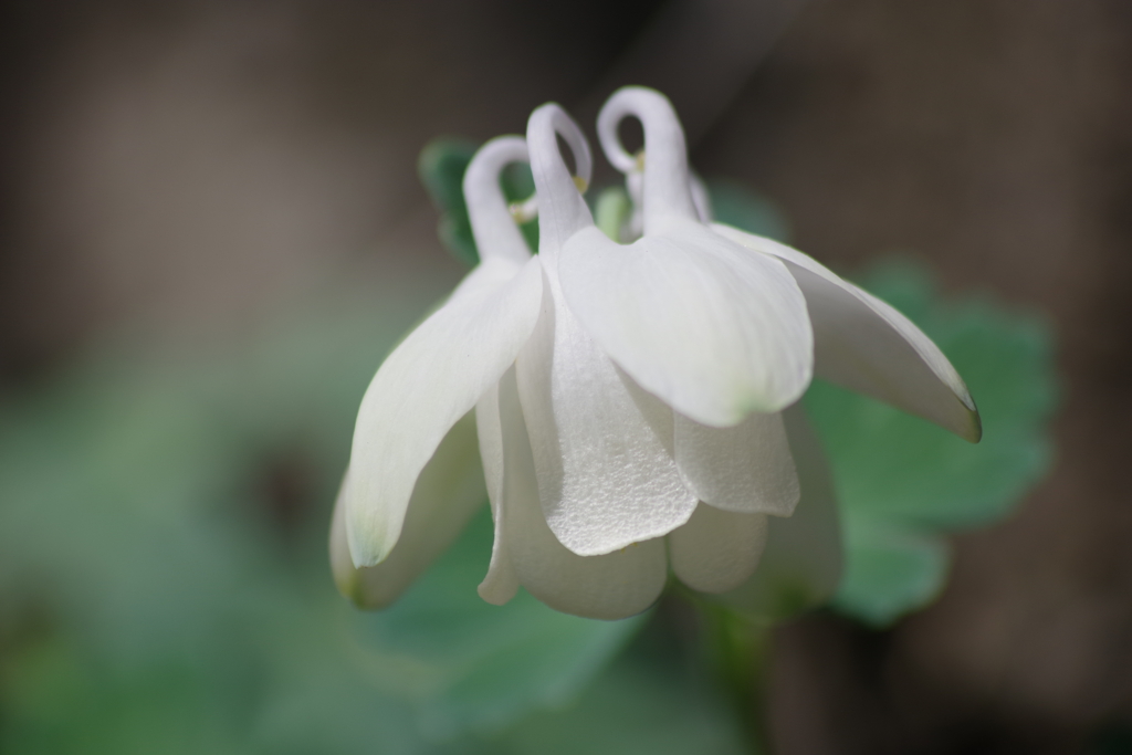 花散歩-白花の深山苧環