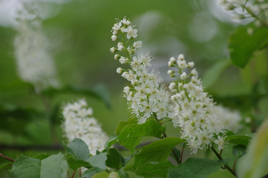 野草園で花散歩-ウワミズザクラ