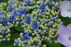 家の周りで-青い小花が咲いた