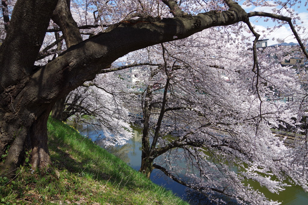 お堀の桜-12