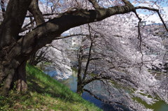 お堀の桜-12