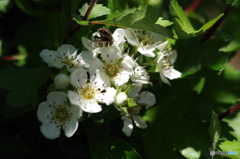 山査子の白花