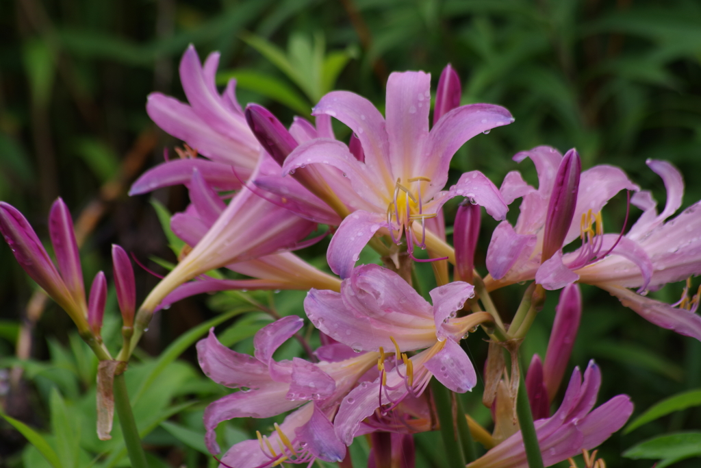 花散歩‐夏水仙
